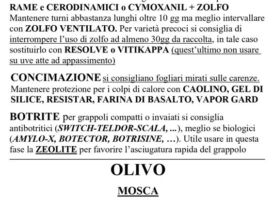 Vite e olivo