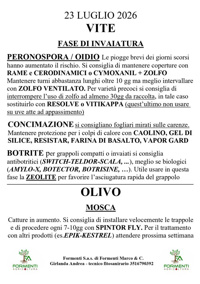 Vite e olivo