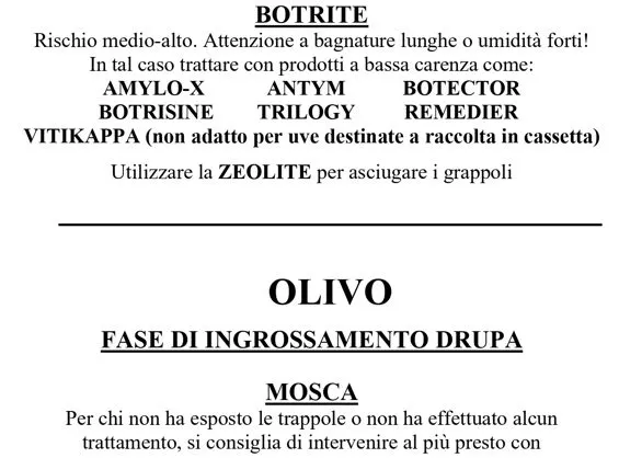 Vite e olivo