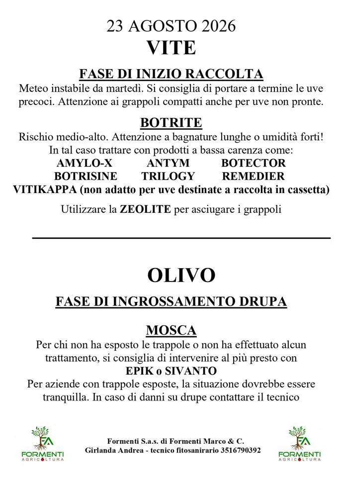 Vite e olivo